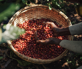 bacha-coffee-ethiopia-series-PLP-Mastheads_Loose-Coffee-PLP-desktop_3017x1000